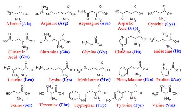 amino acids protein biochemistry