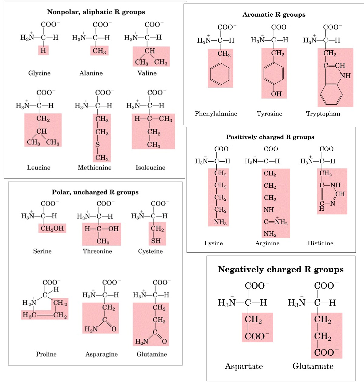 amino acids chemistry biochemistry