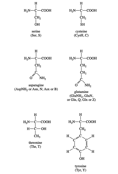 amino acid definition structure