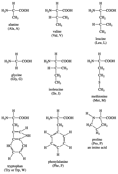 amino acid definition structure