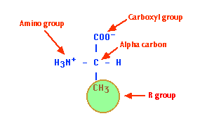 amino acids