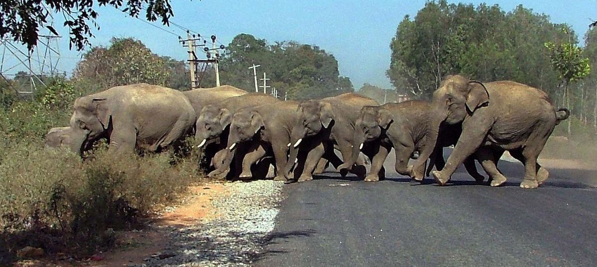 global wildlife declined by