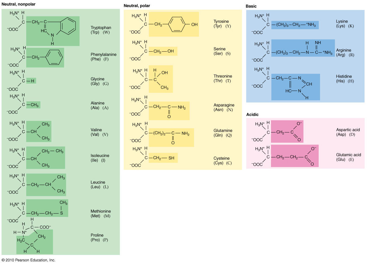 primary amino acids