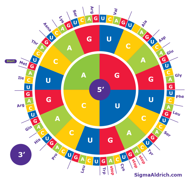 amino acid codon wheel