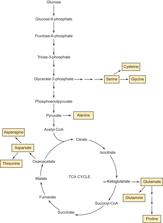 nonessential amino acid an