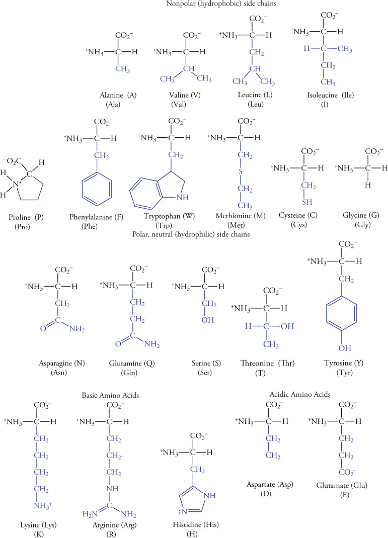 amino acids an overview