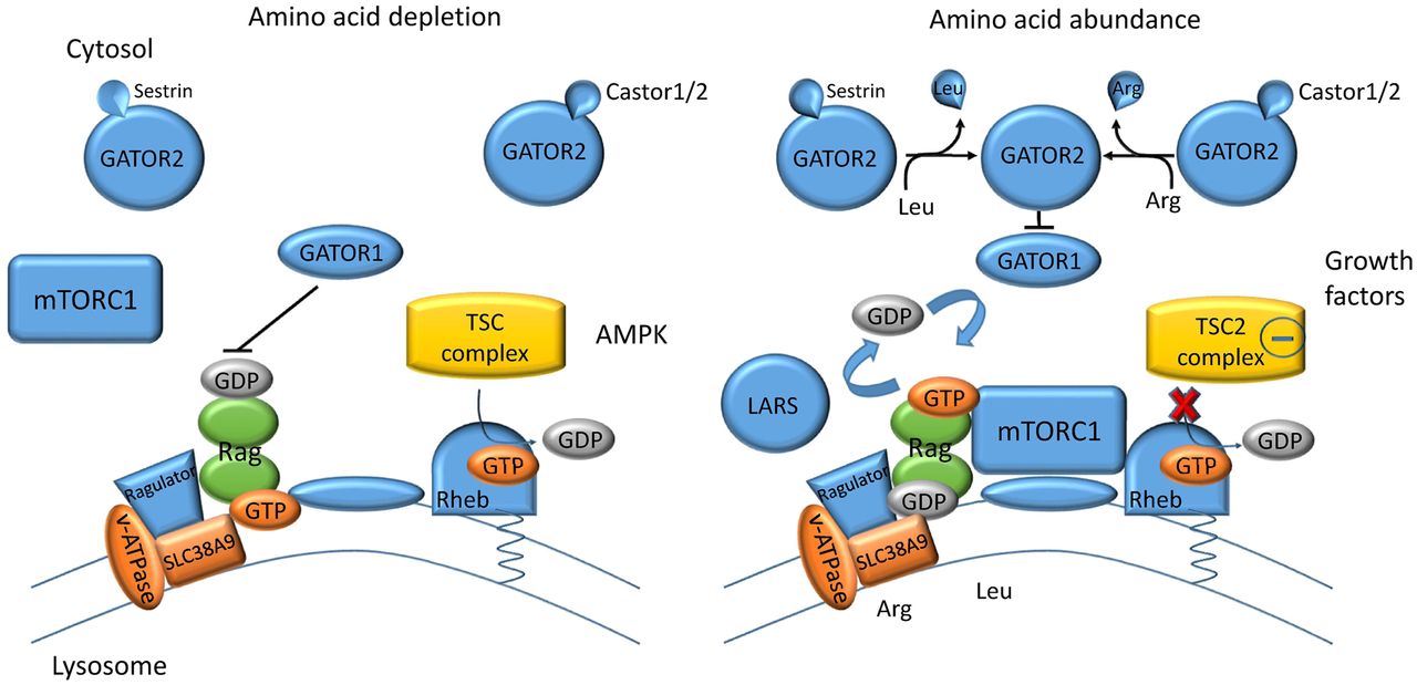 amino acid homeostasis and