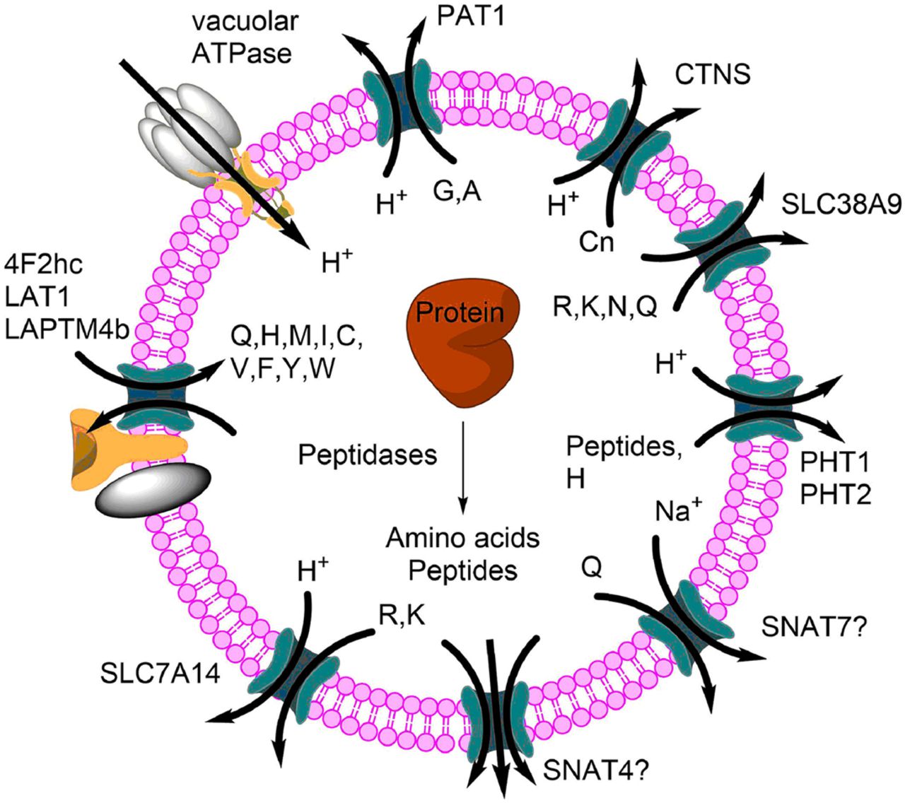 amino acid homeostasis and