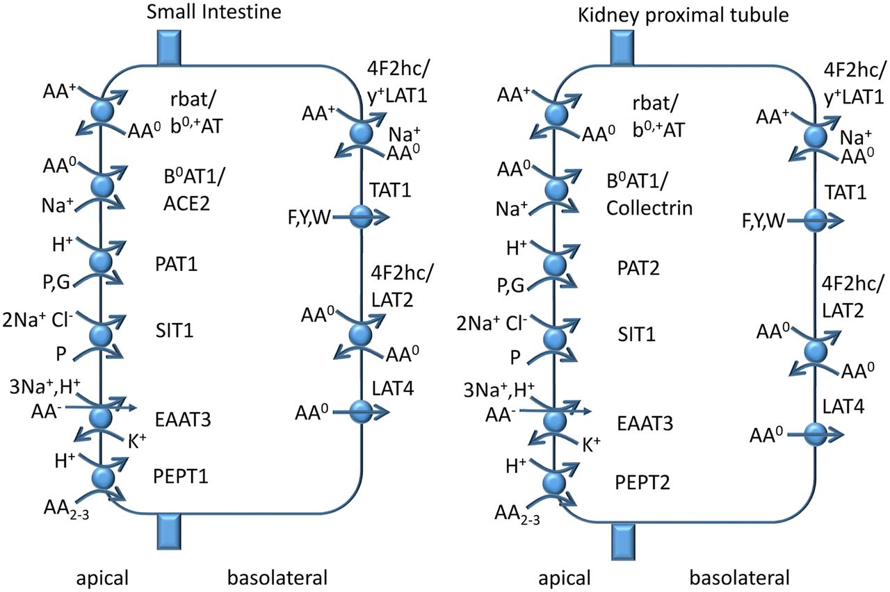 amino acid homeostasis and