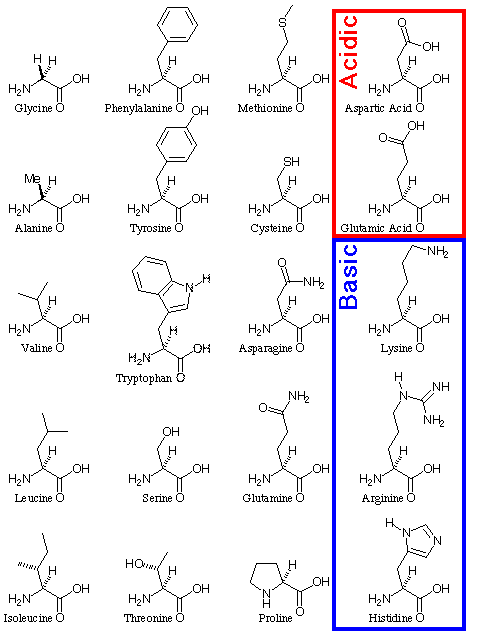 amino acids