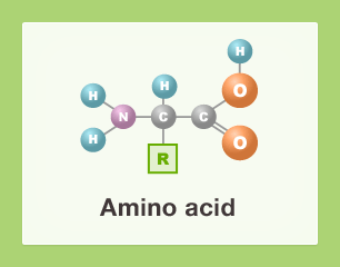amino acids basic facts