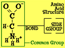 chem4kids com biochemistry amino