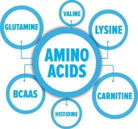 amino acids guide