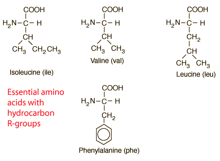 essential amino acids