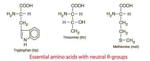 essential amino acids