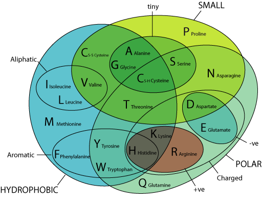 amino acid properties