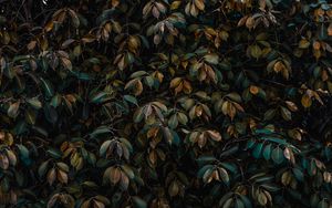 widescreen 16 10 desktop