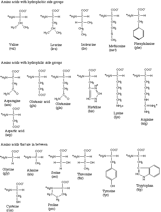 amino acids