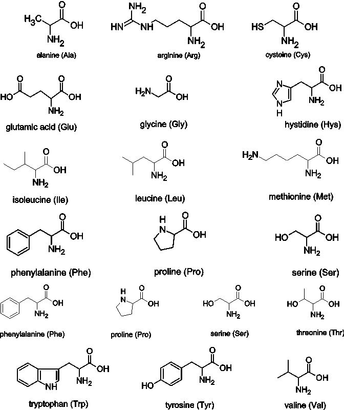 peptide and amino acids
