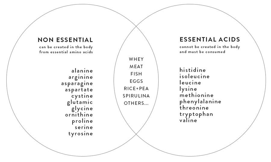 the 9 essential amino