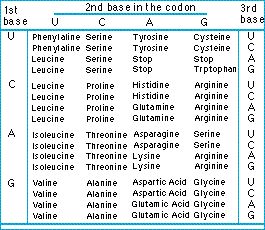 evolution a z amino
