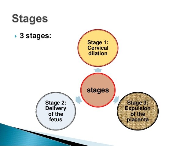 stages of parturition in