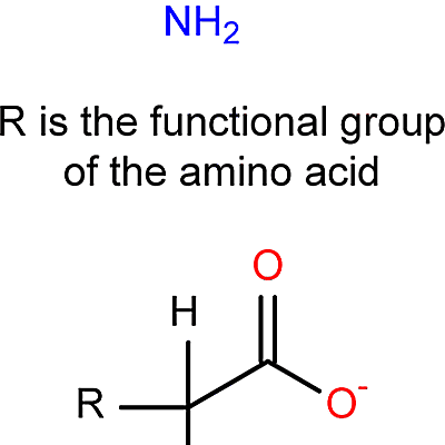learn about amino acid