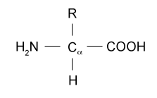amino acids