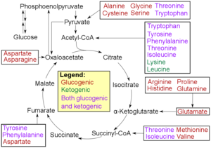 amino acid wikipedia