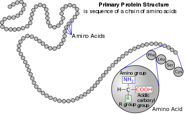 amino acid wikipedia