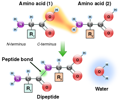 amino acid wikipedia