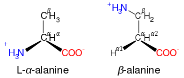 amino acid wikipedia