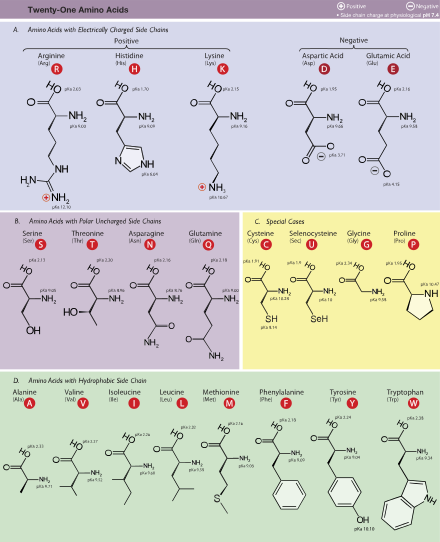 amino acid wikipedia