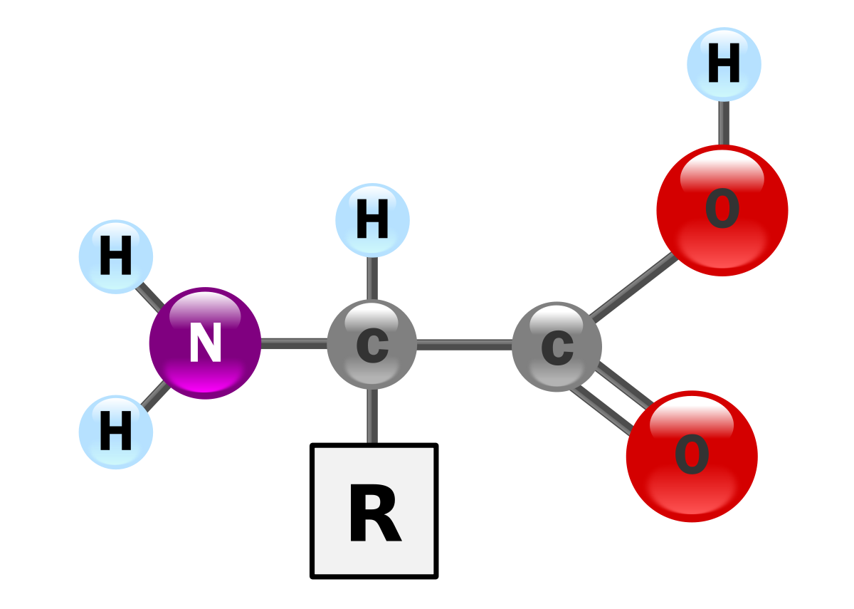 amino acid wikipedia