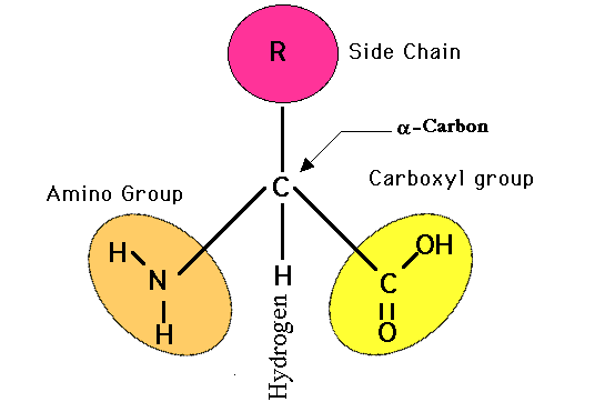 amino acids and proteins