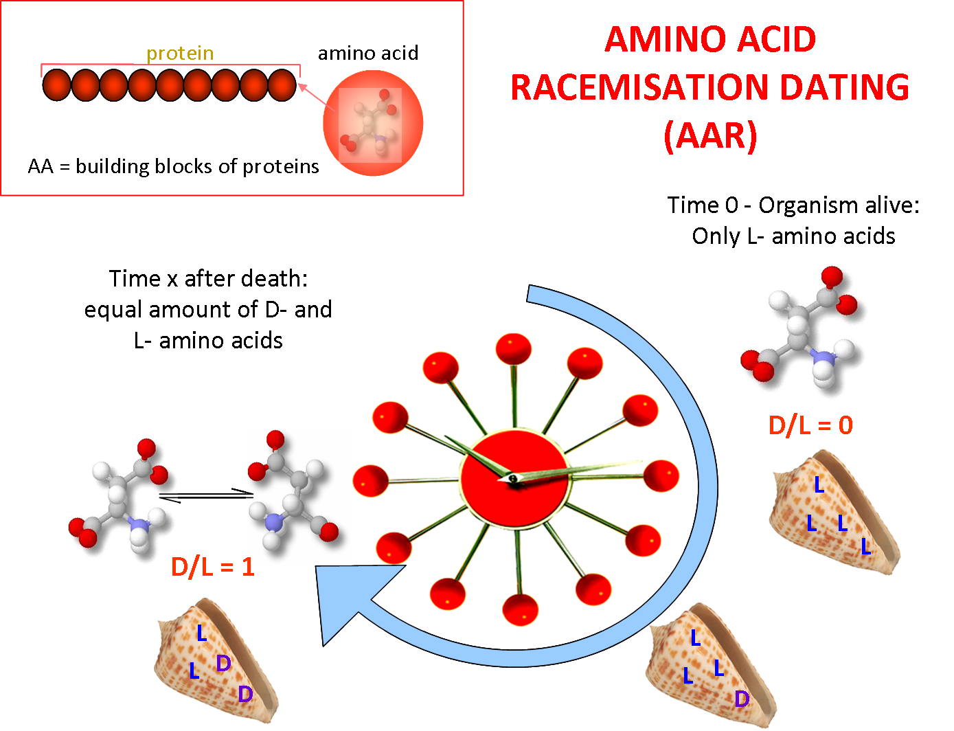 amino acid racemisation