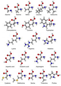 amino acids the body