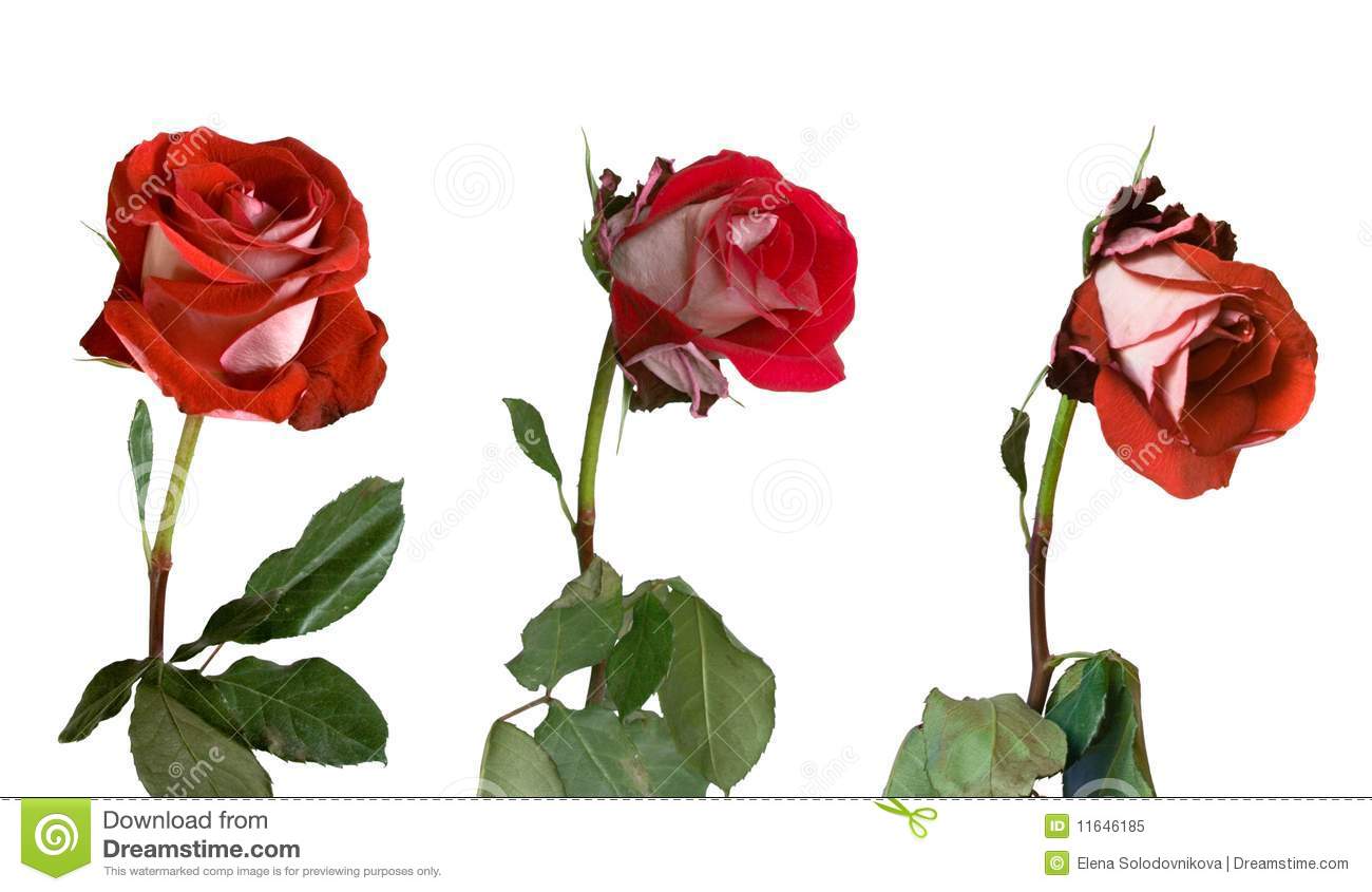 3 stages of withering